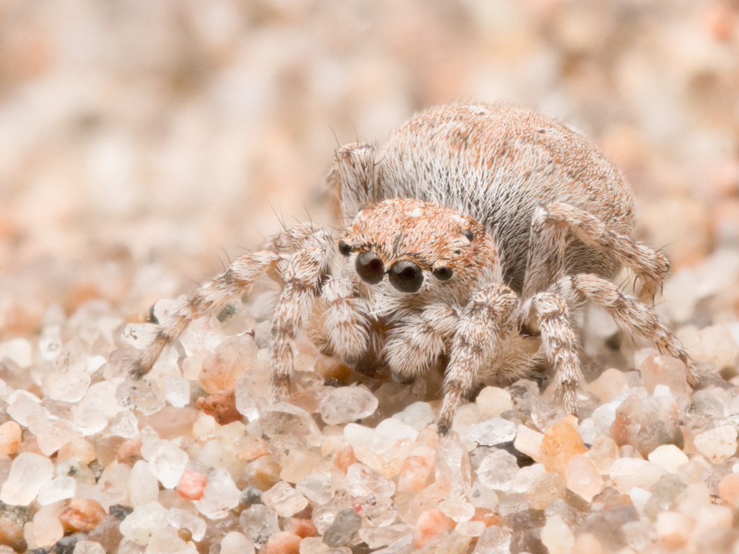 Kuvassa dyynitäplähypykki-niminen hyppyhämähäkki piileksii hiekan seassa.