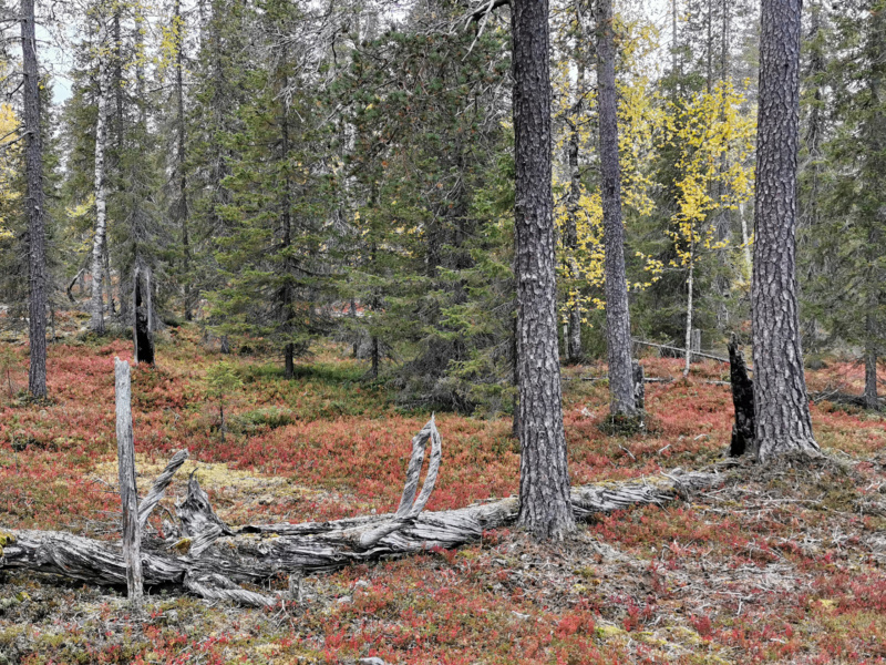 Kuva suomalaisesta luonnonmetsästä, jossa on vanhaa puustoa ja lahopuuta.