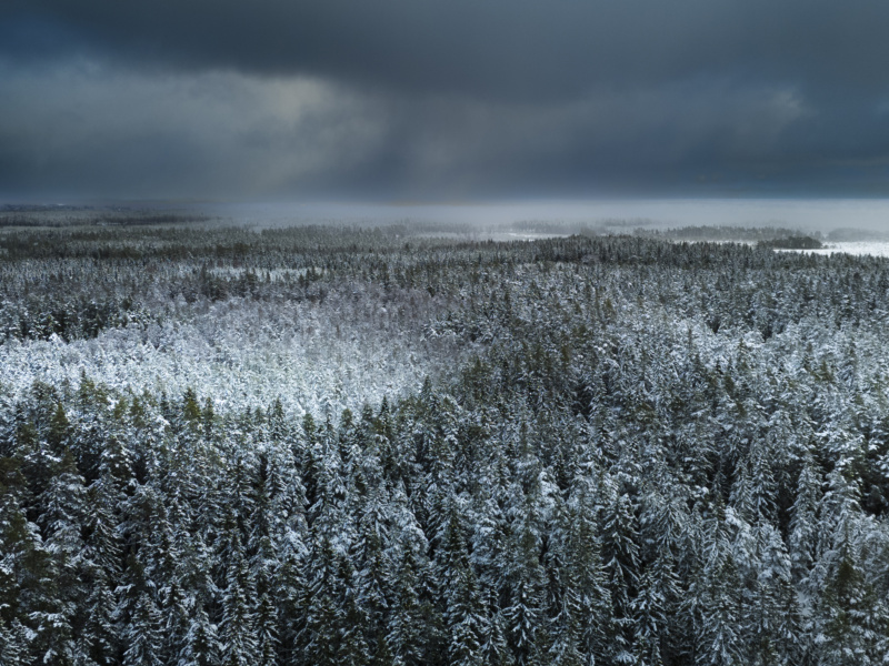 An aerial shot of a wintry overcast snowy pinewood forest.