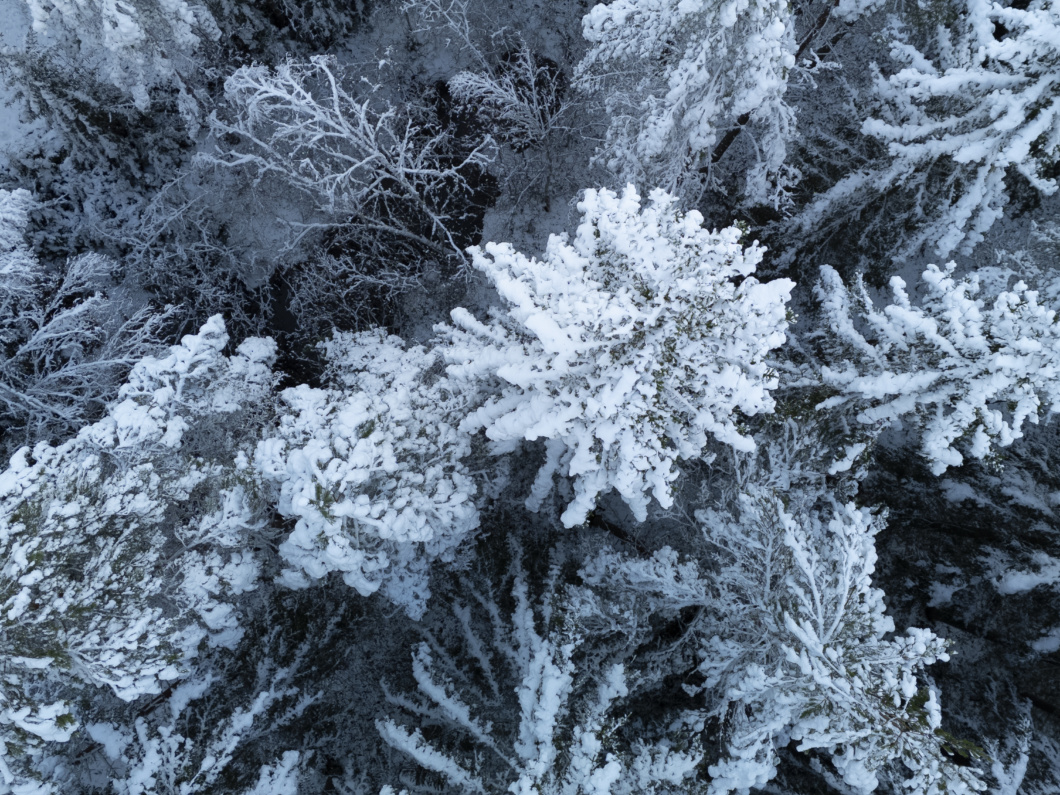 A bird's eye photo of a snowy pinewood forest.