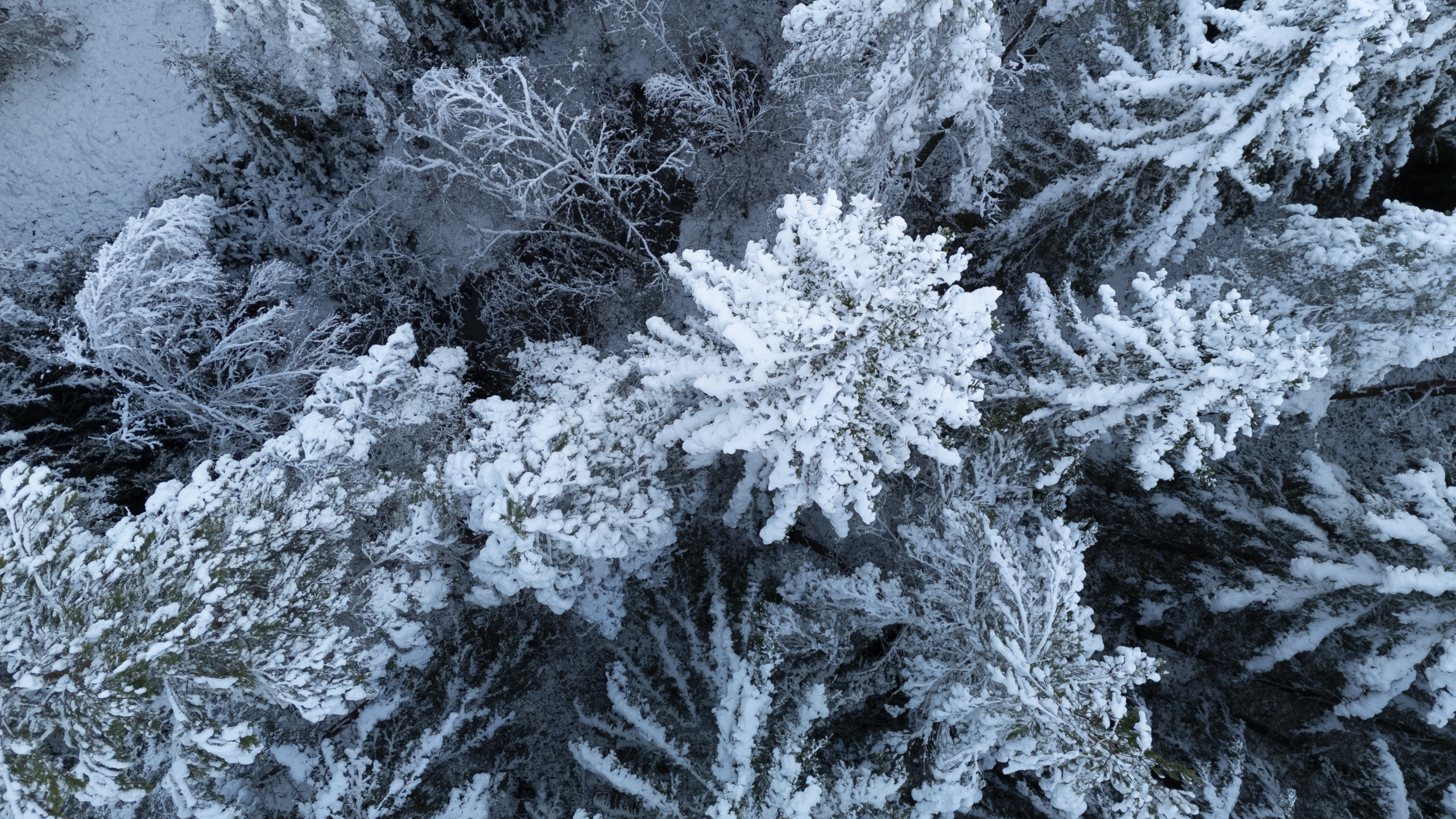 A bird's eye photo of a snowy pinewood forest.