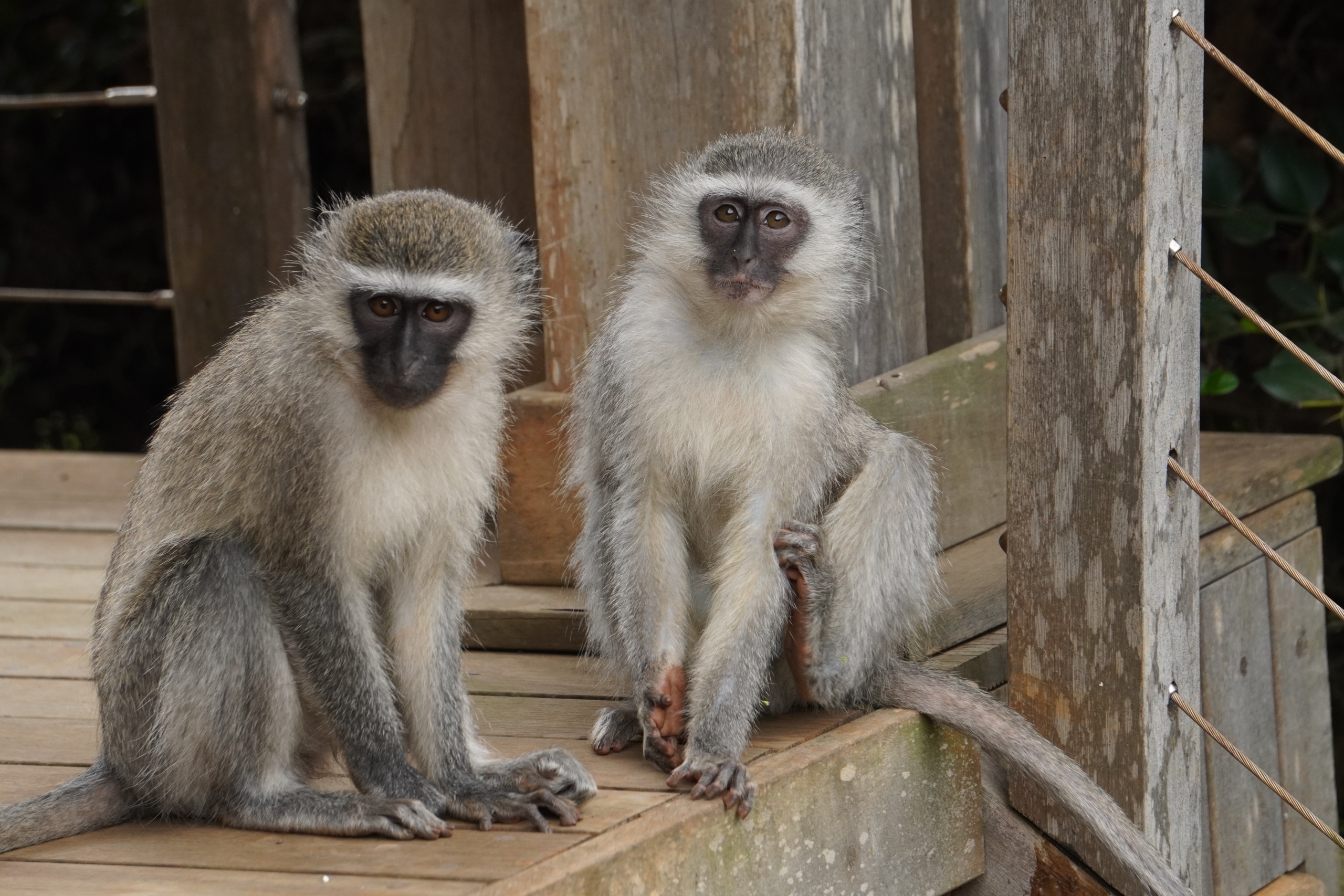 Curated visual reference: Fresh Look at How Do Primates Use Their Curiosity In An Urban Landscape
